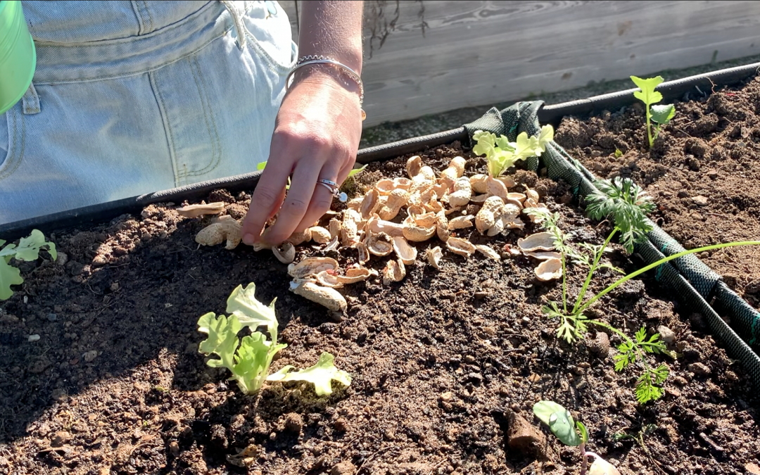 Añadir fósforo a tus plantas