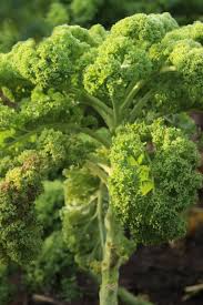 Col Kale